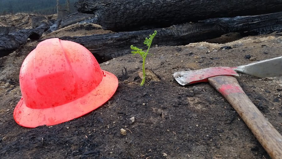 A fire helmet and axe sit on the ground next to a seedling growing out of the ashes