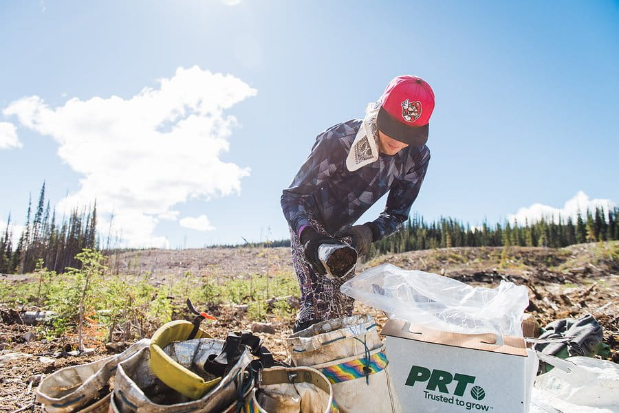 Crew leader unloading seedlings in boxes from crew truck