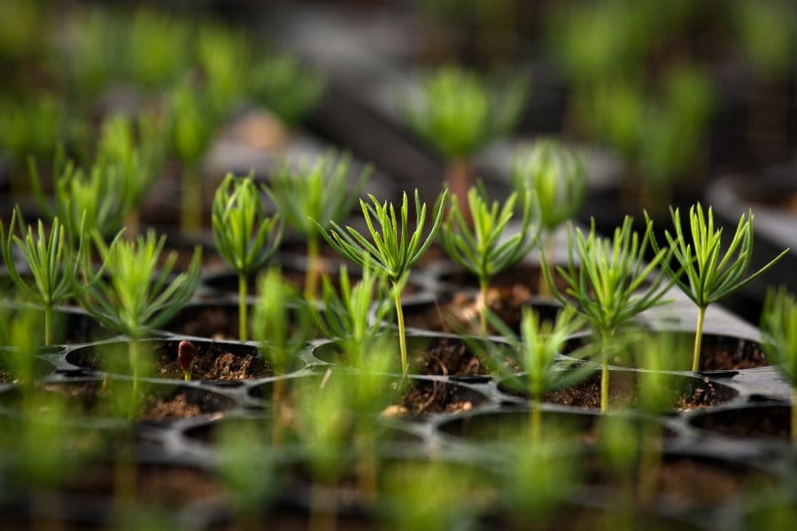 Young spruce saplings in a nursery to be planted by A+G Reforestation tree planters