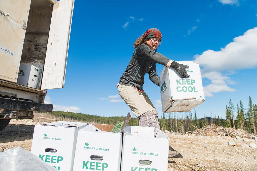 A young woman tree planter prepares more saplings in boxes to be distributed to the tree planters for planting