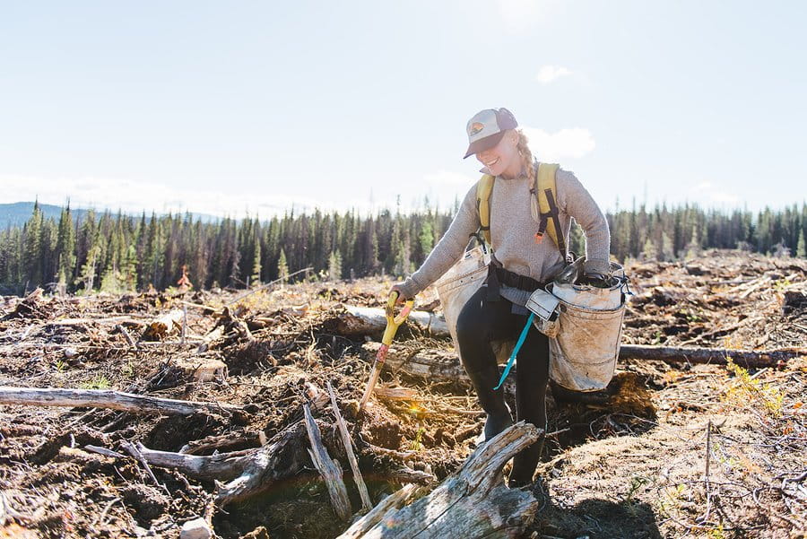 A young woman tree planter holding a special tree planting shovel plants a seedling