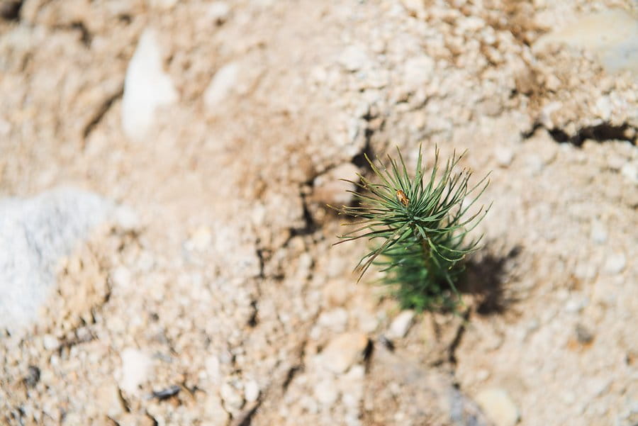 Top down view of a young tree sapling growing out of the dry ground